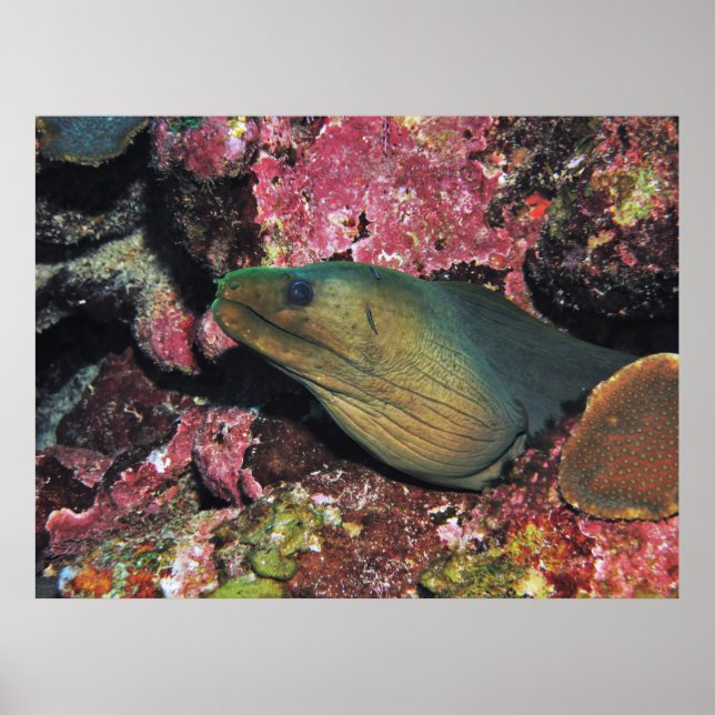 Big Green Moray Poster (Front)