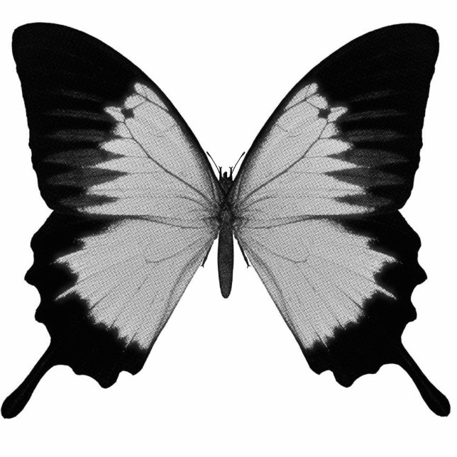 Big Grey & Black Butterfly Photo Sculpture Decoration (Front)
