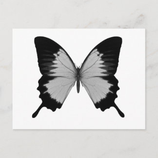 Big Grey & Black Butterfly Postcard
