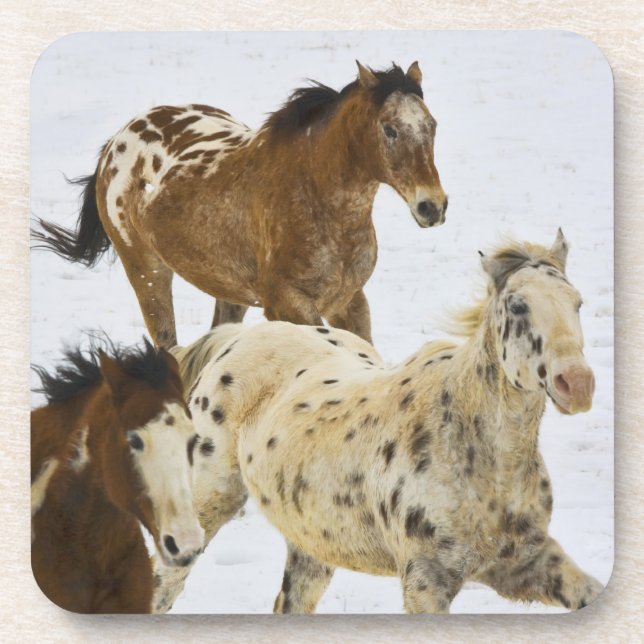 Big Horn Mountains, Horses running in the snow 4 Coaster (Front)