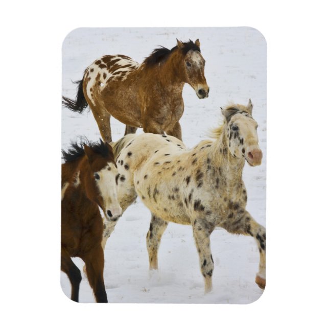 Big Horn Mountains, Horses running in the snow 4 Magnet (Vertical)