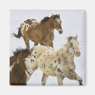 Big Horn Mountains, Horses running in the snow 4 Magnet