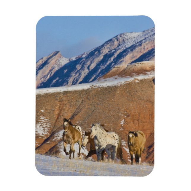 Big Horn Mountains, Horses running in the snow Magnet (Vertical)