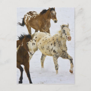 Big Horn Mountains, Horses running in the snow Postcard
