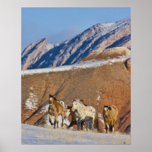 Big Horn Mountains, Horses running Poster