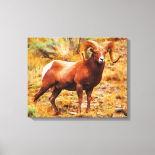 Big Horn Ram Canvas Print