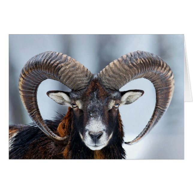 Big Horn Ram Sheep - Mouflon (Front Horizontal)