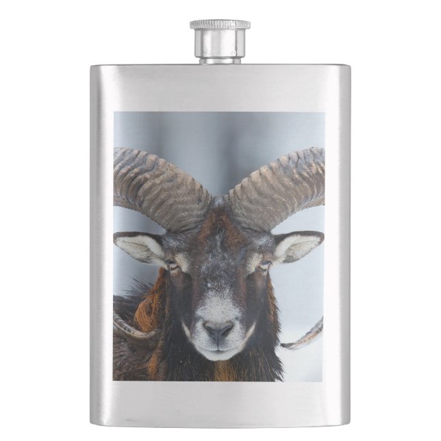 Big Horn Ram Sheep - Mouflon Hip Flask (Front)