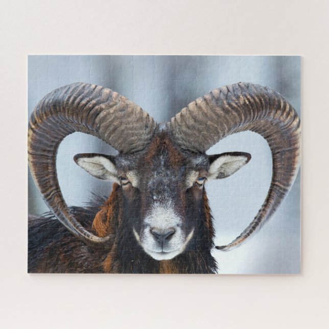 Big Horn Ram Sheep - Mouflon Jigsaw Puzzle (Horizontal)