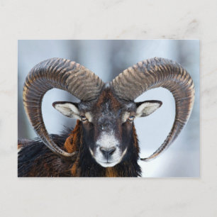 Big Horn Ram Sheep - Mouflon Postcard