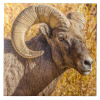 Big Horn Ram