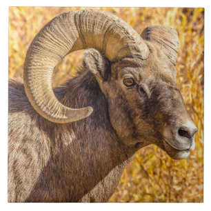 Big Horn Ram Tile