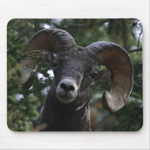 Big Horn Sheep1 Mouse Mat