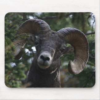 Big Horn Sheep1 Mouse Mat