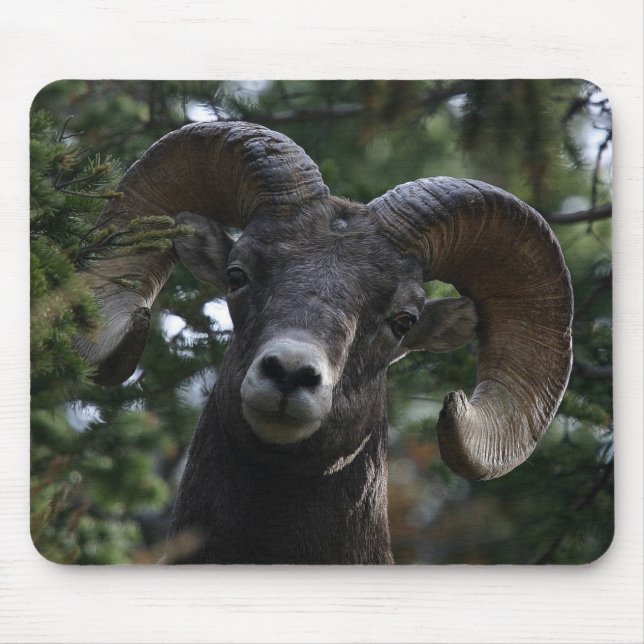 Big Horn Sheep1 Mouse Mat (Front)