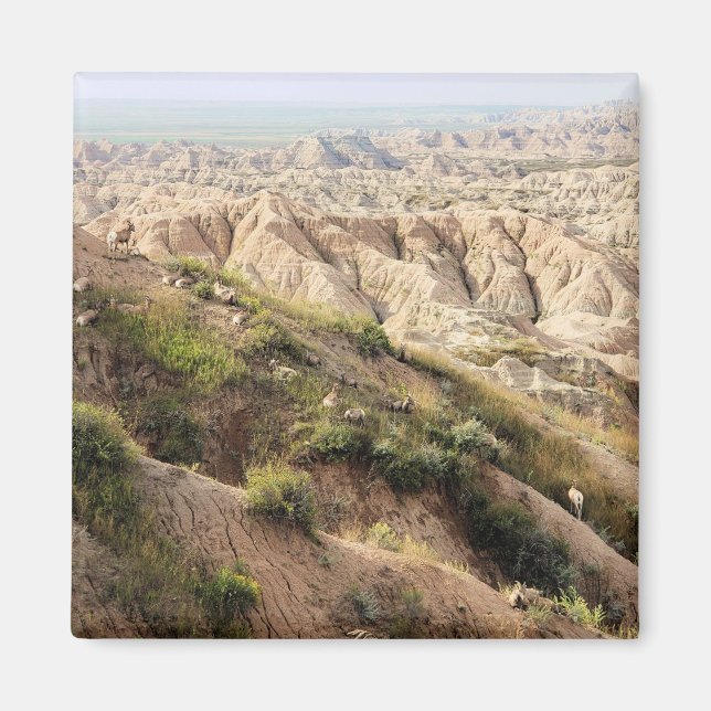 Big Horn Sheep at Badlands National Park, SD Magnet (Front)