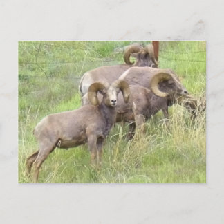Big Horn Sheep Feeding Postcard