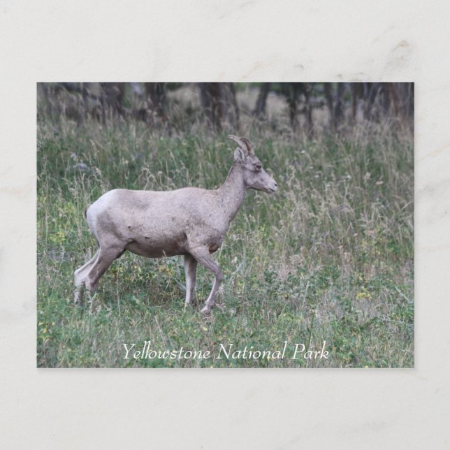 Big Horn Sheep, Female, Yellowstone Postcard (Front)