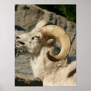 Big Horn Sheep Laughing Poster