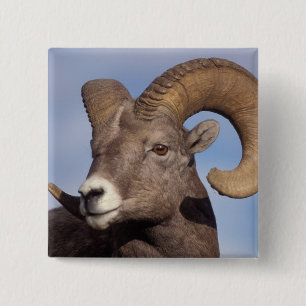 big horn sheep, mountain sheep, Ovis canadensis, 15 Cm Square Badge