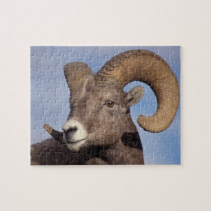 big horn sheep, mountain sheep, Ovis canadensis, Jigsaw Puzzle