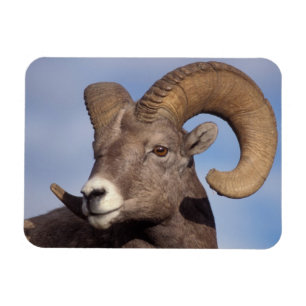 big horn sheep, mountain sheep, Ovis canadensis, Magnet