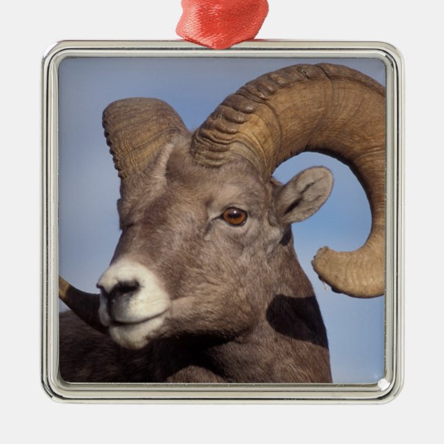 big horn sheep, mountain sheep, Ovis canadensis, Metal Tree Decoration (Front)
