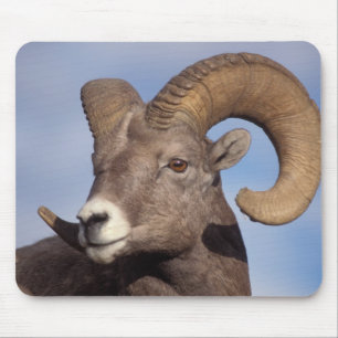 big horn sheep, mountain sheep, Ovis canadensis, Mouse Mat