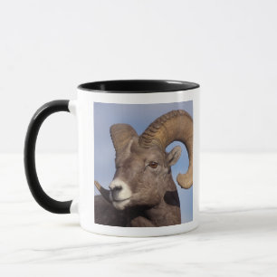 big horn sheep, mountain sheep, Ovis canadensis, Mug