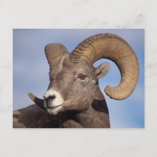 big horn sheep, mountain sheep, Ovis canadensis, Postcard