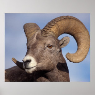 big horn sheep, mountain sheep, Ovis canadensis, Poster