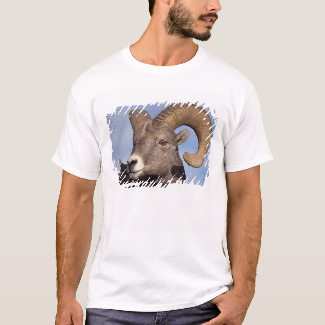 big horn sheep, mountain sheep, Ovis canadensis, T-Shirt (Front)