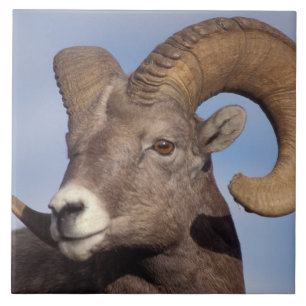 big horn sheep, mountain sheep, Ovis canadensis, Tile