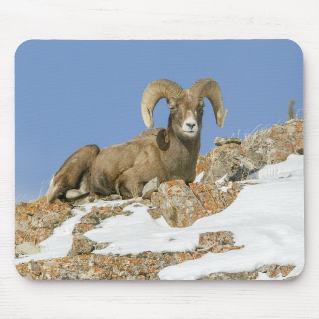 Big Horn Sheep Mouse Mat (Front)