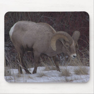 Big Horn Sheep Mouse Pad