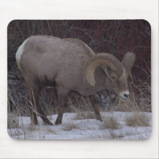 Big Horn Sheep Mouse Pad