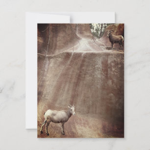 Big Horn Sheep Postcard