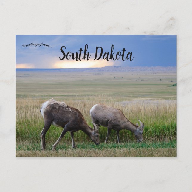Big Horn Sheep South Dakota Postcard (Front)