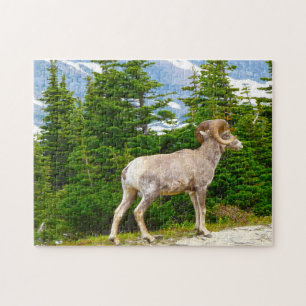 Big Horned Sheep Montana. Jigsaw Puzzle