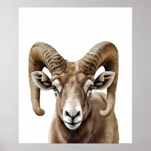 Big Horned Sheep Portrait  Black white   Poster