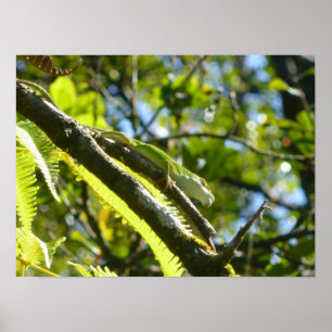 BIG ISLAND GECKO POSTER