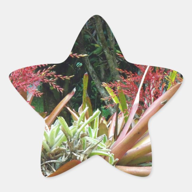 Big Island of Hawaii Botanical Gardens Star Sticke Star Sticker (Front)