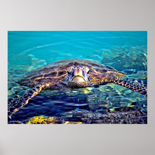 Big Island Sea Turtle Poster (Front)