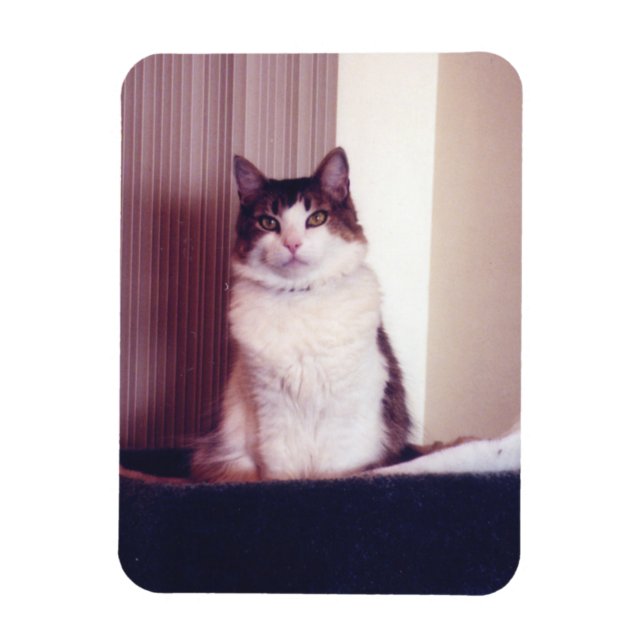 Big Kitty  Magnet (Vertical)