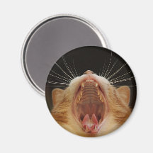 Big Kitty Yawn, Sleepy Kitty