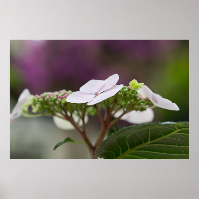 Big Leaf Hydrangea Poster (Front)