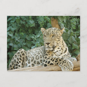 Big Leopard Resting On A Tree Log Postcard
