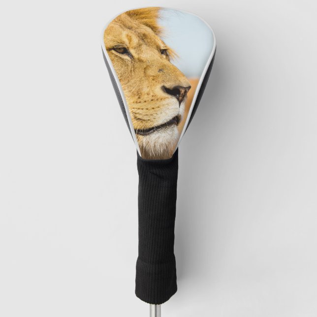Big lion looking far away golf head cover (Front)