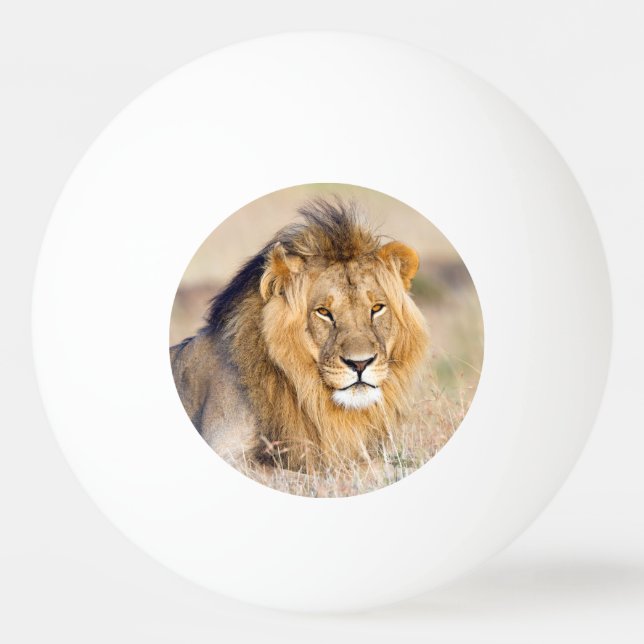 Big majestic african lion wild animal photo ping pong ball (Front)