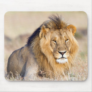 Big male lion in Africa photo Mouse Mat